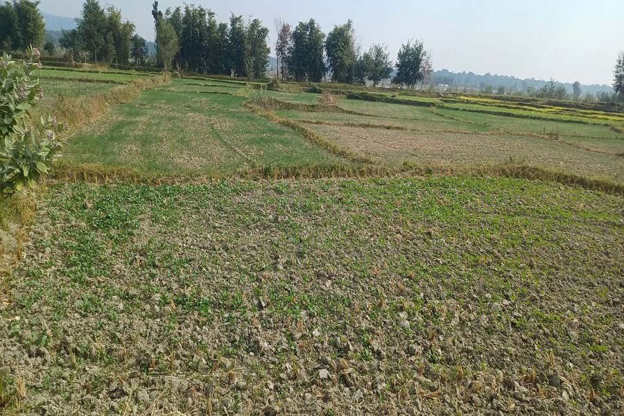 1 biggha Land for Sale in Kerabari